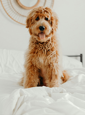 Labradoodle sitzt auf Bett Labradoodle sitzt auf Bett