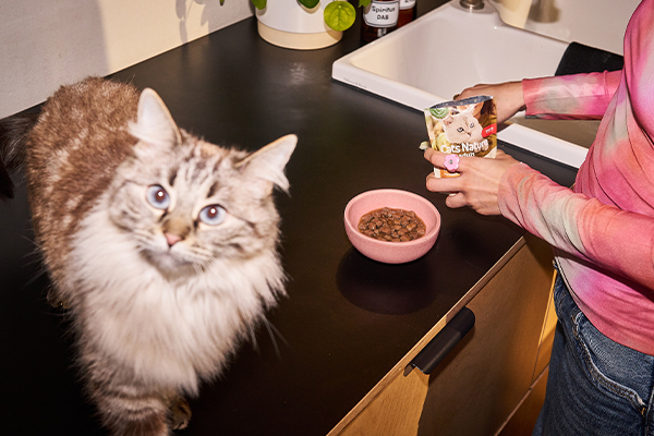 Katze schaut in die Kamera während Frau im Hintergrund Futter einschüttet Katze schaut in die Kamera während Frau im Hintergrund Futter einschüttet