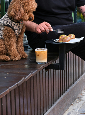 Hund schaut auf Kaffee und Kuchen Hund schaut auf Kaffee und Kuchen